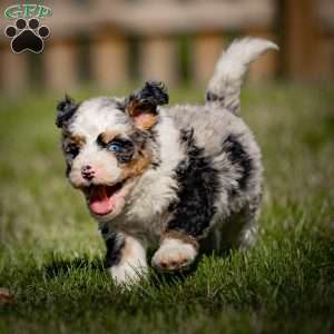 Orion, Mini Bernedoodle Puppy